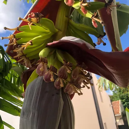 Pool Oasis With Private Parking -vigia 8 * Torres Vedras